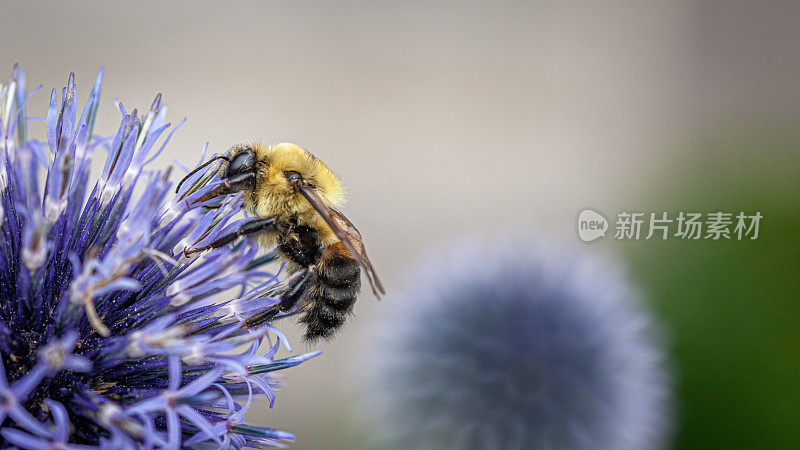 Bourdon fébrile (Bombus impatiens)，Bourdon fébrile， (Bombus impatiens)，普通东部大黄蜂，(Echinops ritro)小地球蓟。